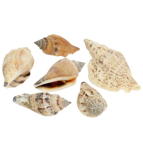 Floristik24 Coquilles d'escargots nature 815g