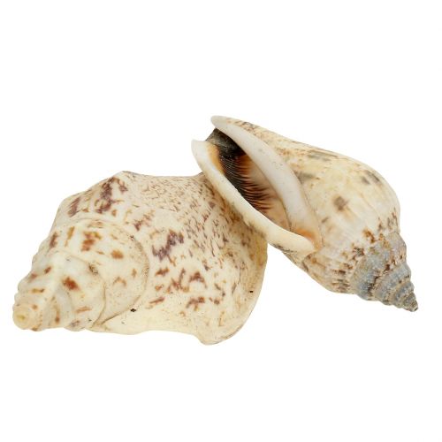 Coquilles d'escargots nature 815g | Floristik24.be