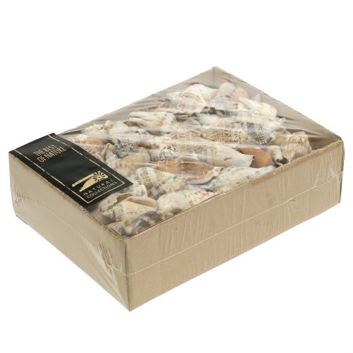 Coquilles d'escargots nature 815g | Floristik24.be