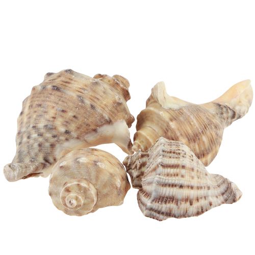 Floristik24 Décoration coquille d&#39;escargot escargots de mer crème brune 4-6cm 300g