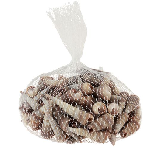 Article Coquilles d'escargots escargots de mer décoratifs Turritella 4,5–5,5 cm 300g