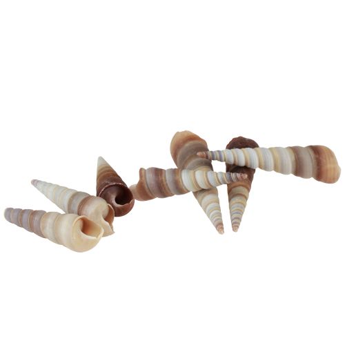 Coquilles d'escargots escargots de mer décoratifs Turritella 4,5–5,5 cm 300g