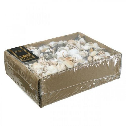 Floristik24 Mélange de Moules Mini, Escargots de Mer, Moules Naturelles L1–4cm 1000g