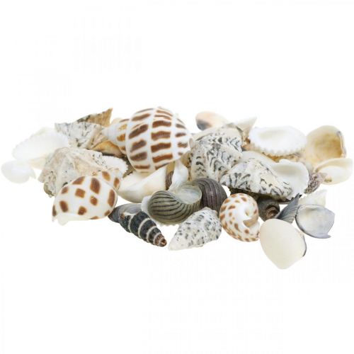 Mélange de Moules Mini, Escargots de Mer, Moules Naturelles L1–4cm 1000g