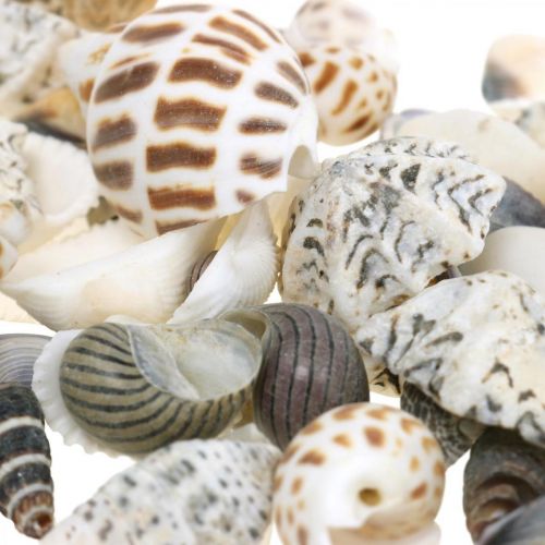 Article Mélange de Moules Mini, Escargots de Mer, Moules Naturelles L1–4cm 1000g