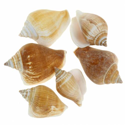 Floristik24 Coquilles d'escargots Strombus canarium nature 1050g