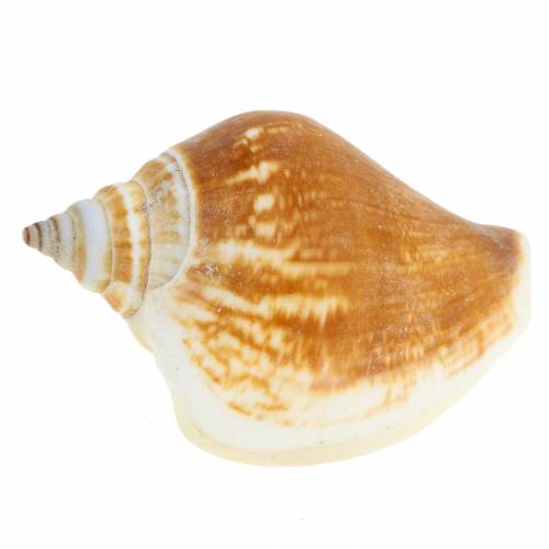 Floristik24 Coquilles d'escargots Strombus canarium nature 1050g