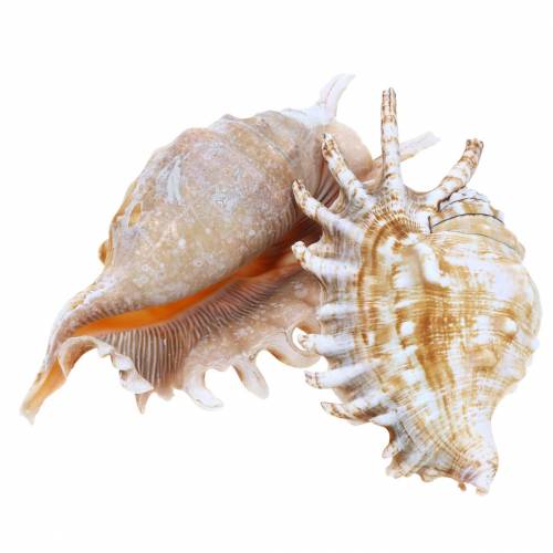 Floristik24 Escargot de mer mille-pattes naturel 11-15cm 10 pcs
