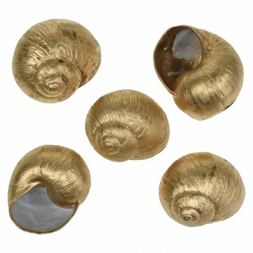 Floristik24 Coquille d&#39;escargot Doré 24 St décoration naturelle