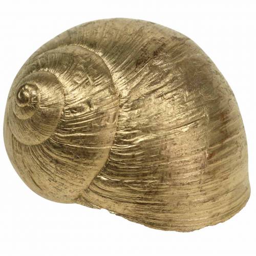 Floristik24 Coquille d&#39;escargot Doré 24 St décoration naturelle