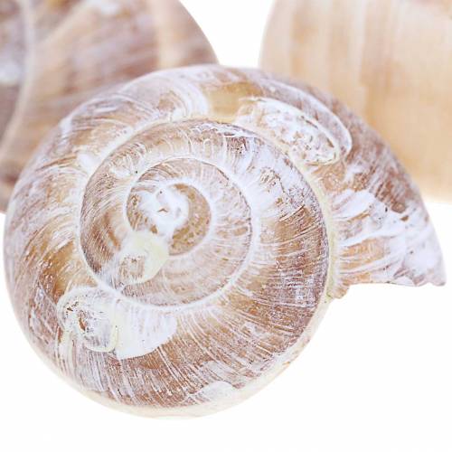 Floristik24 Coquille d'escargot lavée à la chaux petite 250g