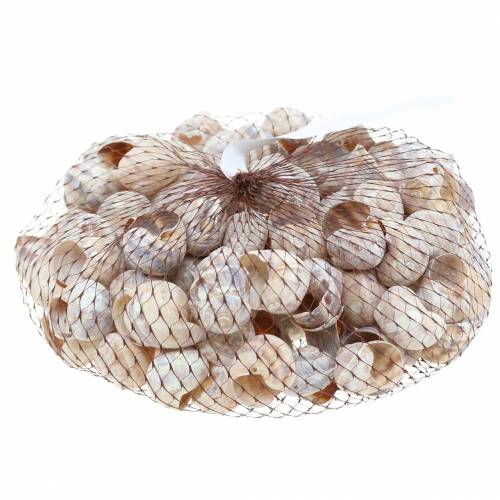 Floristik24 Coquille d'escargot lavée à la chaux petite 250g