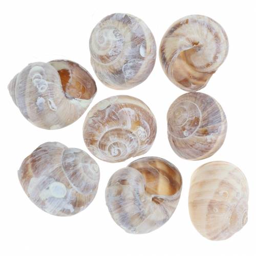 Floristik24 Coquille d'escargot lavée à la chaux petite 250g