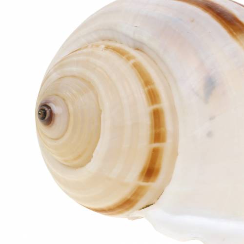 Floristik24 Escargot de mer escargot naturel 10-12cm 4 pcs