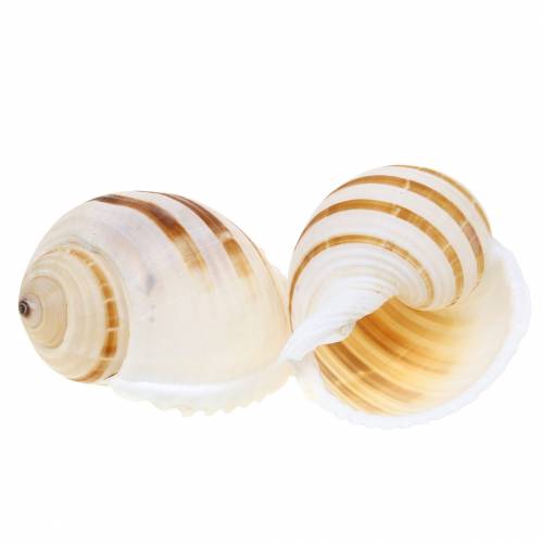 Floristik24 Escargot de mer baril escargot naturel 10-12cm 4pcs