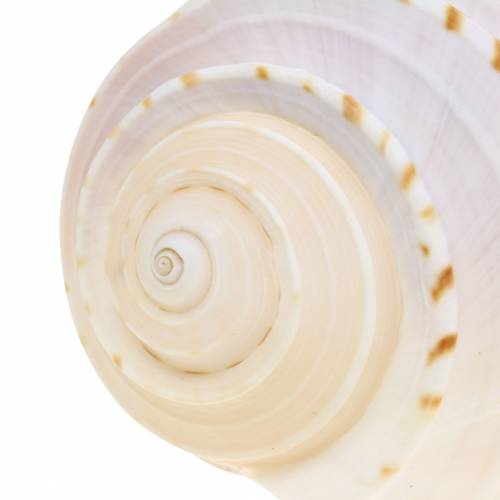 Article Déco coquille escargot Tonna tessellata nature 10-13cm 4pcs
