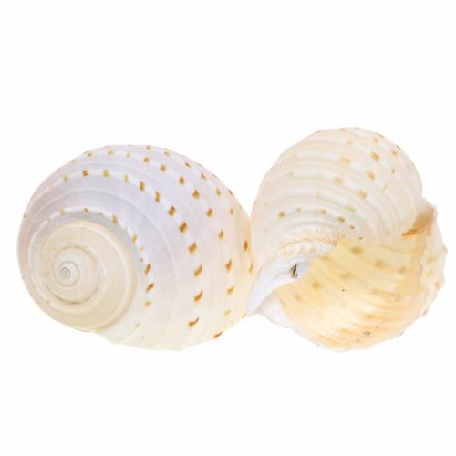 Floristik24 Coquille décorative escargot Tonna tessellata naturel 10-13cm 4 pcs