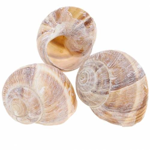 Coquille d&#39;escargot blanchie à la chaux 24 pcs
