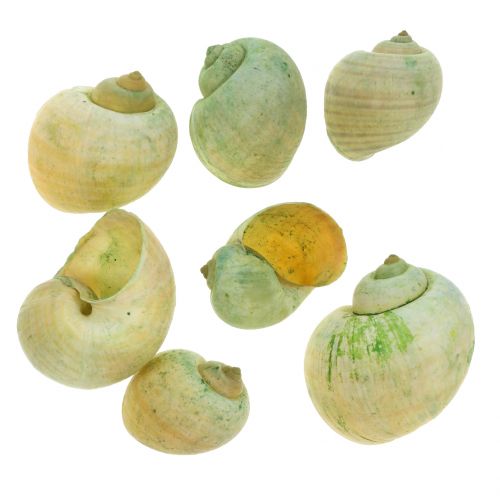 Floristik24 Coquilles d&#39;escargots vert 1kg