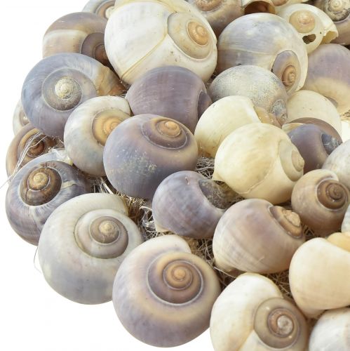 Article Couronne d'escargot à suspendre couronne décorative maritime Nathai Ø35cm