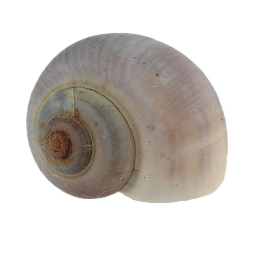 Article Coquilles d'escargots nature 1kg