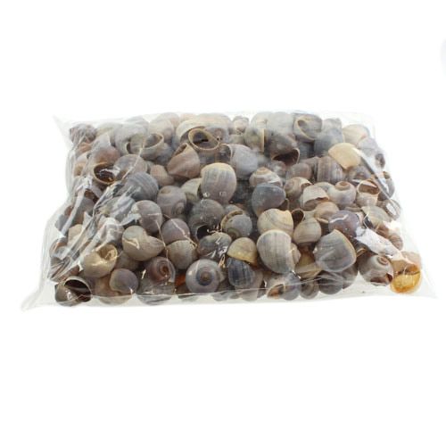 Article Coquilles d'escargots nature 1kg
