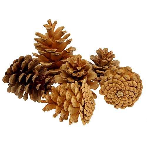 Floristik24 Pommes de pin noires décoratives crème 5-8cm 1kg