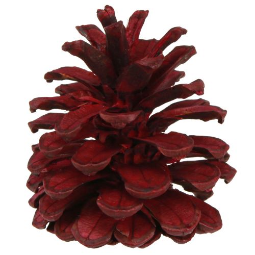 Floristik24 Pommes de pin noires Cônes décoratifs bordeaux rouges 6-8cm 6 pcs