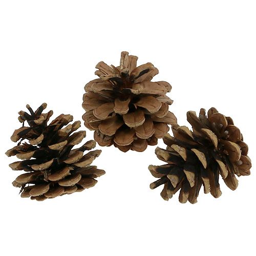 Floristik24 Pommes de pin noir 5cm naturel 5pcs