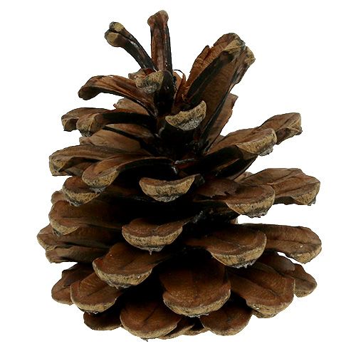 Article Pommes de pin noir nature 5kg