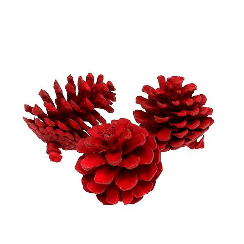 Pommes de pin noires rouges 50 pcs