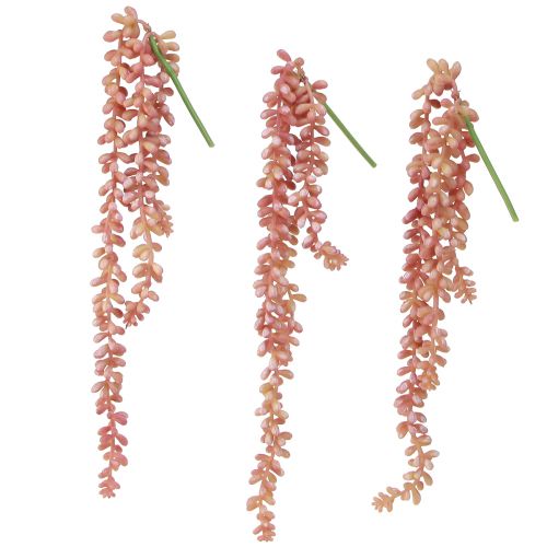 Article Plante suspendue Sedum 'Rubin' - succulente décorative et facile d'entretien 43 cm 3 pièces.