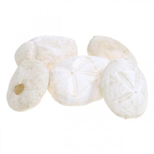 Floristik24 Oursin blanc, décoration naturelle maritime 4cm-6cm 25pcs