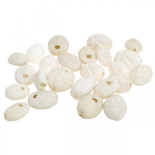 Floristik24 Oursin blanc, décoration naturelle maritime 4cm-6cm 25 pcs