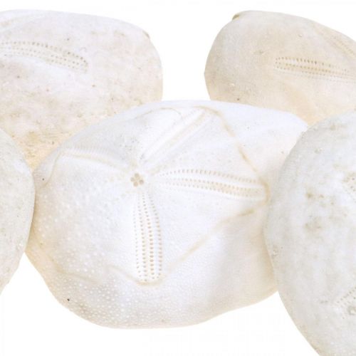 Floristik24 Oursin blanc, décoration naturelle maritime 4cm-6cm 25 pcs