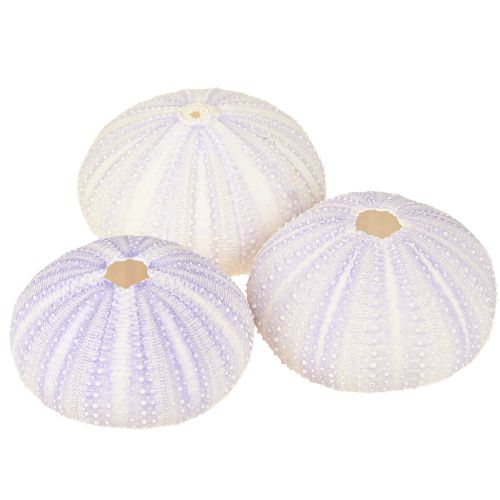 Article Boyau de coquille d&#39;oursin en blanc-violet Ø4-6cm 12 pcs