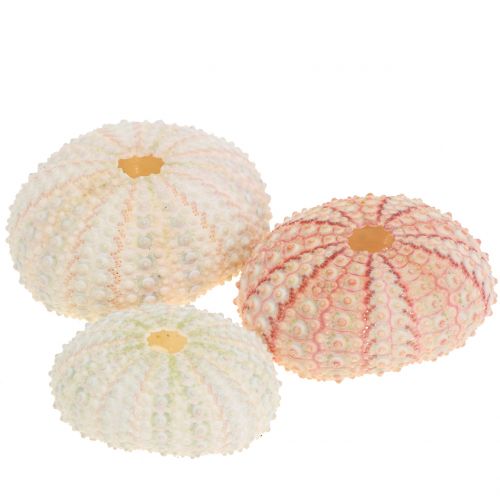 Floristik24 Oursin Rose Décoration Maritime 36 pcs