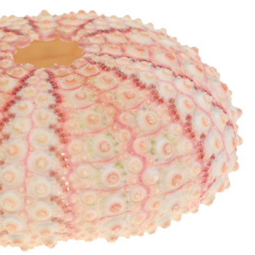 Article Oursin Rose Décoration Maritime 36 pcs