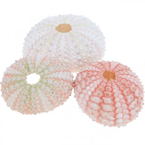 Floristik24 Décoration oursin maritime rose, blanc, vert décoration d'été 12 pcs
