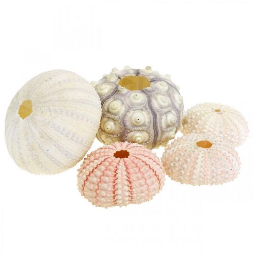 Floristik24 Décoration maritime mélange oursin rose, blanc, vert boîte de 20 pièces