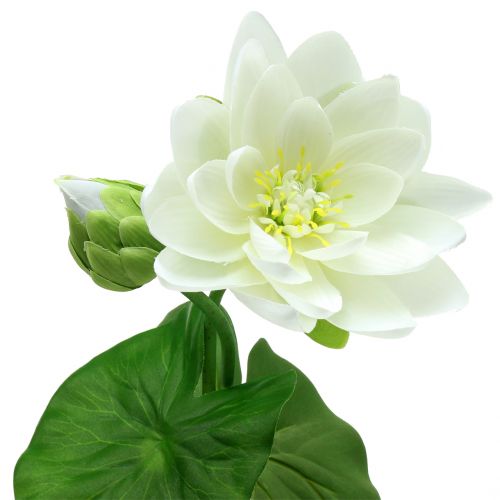 Floristik24 Nénuphar blanc 75cm