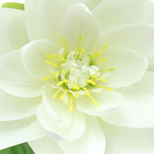 Floristik24 Nénuphar blanc 75cm