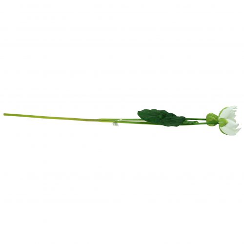 Floristik24 Nénuphar blanc 75cm