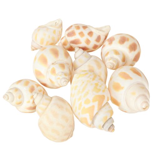 Floristik24 Escargots de mer coquilles d&#39;escargots naturelles maritimes 2–4 cm 300 g