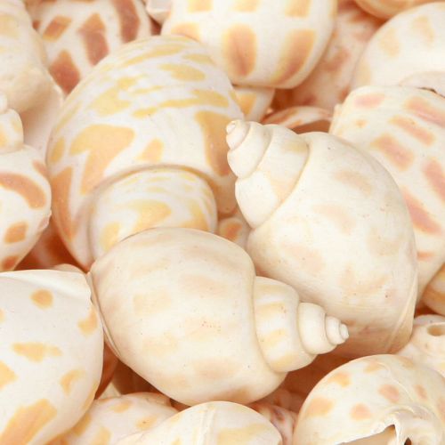 Article Escargots de mer coquilles d&#39;escargots naturelles maritimes 2–4 cm 300 g