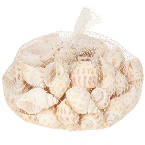 Article Escargots de mer coquilles d&#39;escargots naturelles maritimes 2–4 cm 300 g