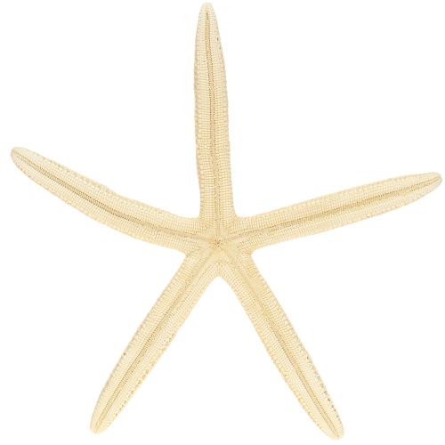 Article Étoiles de mer décoratives naturelles séchées, véritables étoiles de mer 15-17 cm, 10 pièces