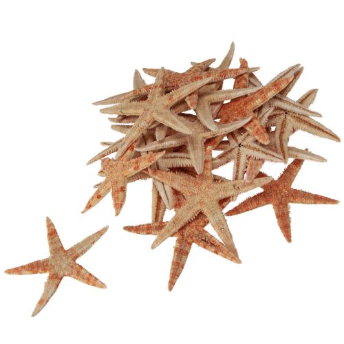 Article Étoile de mer décoration naturelle couleurs naturelles maritime Ø6,5–8cm 100 pcs