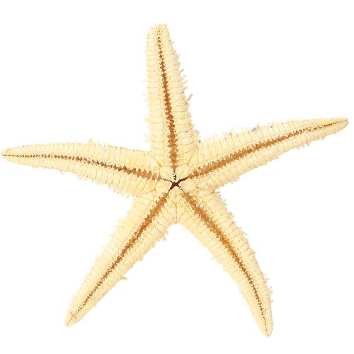 Article Étoile de mer décoration naturelle couleurs naturelles maritime Ø6,5–8cm 100 pcs