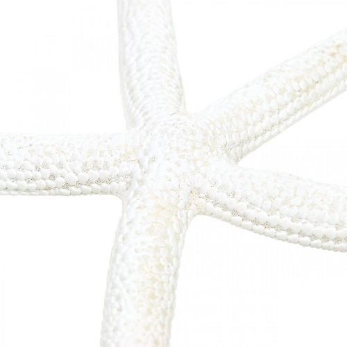 Article Décoration étoile de mer blanche, objets naturels, décoration maritime 10-12cm 14p